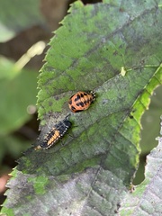Harmonia axyridis