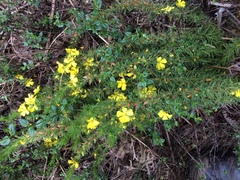 Hibbertia prostrata