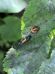 Harmonia axyridis
