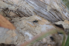 Polyrhachis guerini