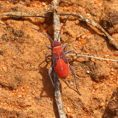 Leptocoris mitellatus