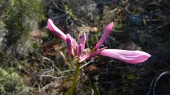 Nerine humilis