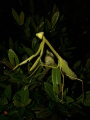 Stagmatoptera binotata