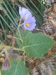 Solanum campanulatum