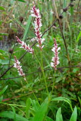 Persicaria madagascariensis