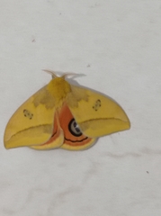 Automeris jucunda