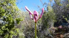 Nerine humilis
