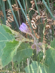 Solanum campanulatum