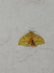 Automeris jucunda