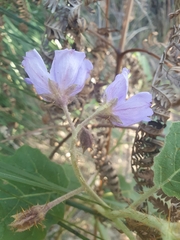 Solanum campanulatum