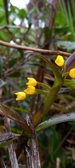 Maxillaria alticola
