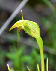 Pterostylis × ingens