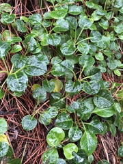 Pyrola morrisonensis