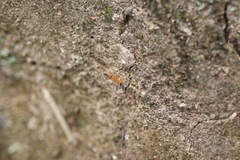Leptomyrmex pallens