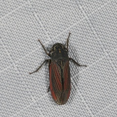 Cuerna striata