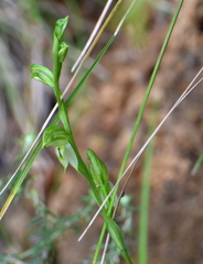 Pterostylis melagramma