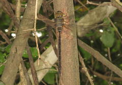 Gynacantha usambarica
