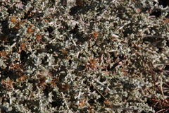 Helichrysum lucilioides