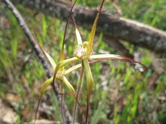 Caladenia straminichila