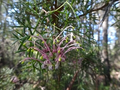 Grevillea rivularis