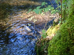 Oncorhynchus gorbuscha