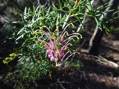 Grevillea rivularis