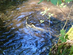 Oncorhynchus gorbuscha