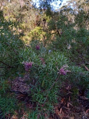 Grevillea rivularis