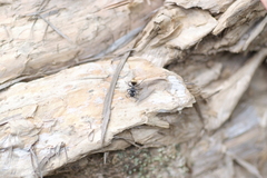 Polyrhachis guerini