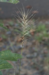 Elymus hystrix