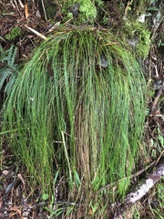 Trichophorum subcapitatum