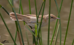 Acrocephalus scirpaceus baeticatus