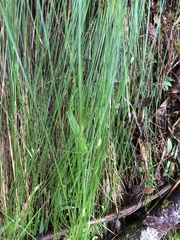 Trichophorum subcapitatum