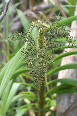 Joinvillea plicata
