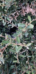 Magnoliopsida
