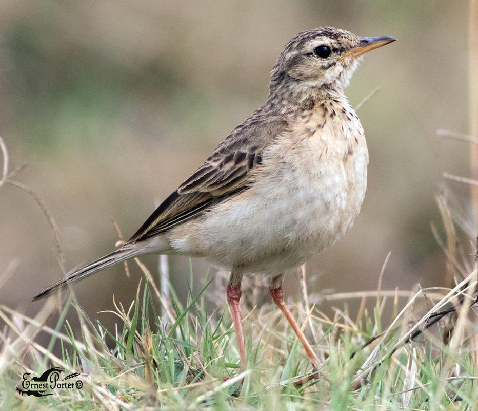 African Pipit