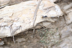 Polyrhachis guerini