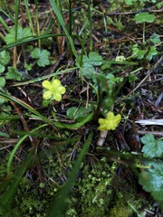 Ranunculus taisanensis