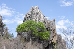 Brachychiton australis