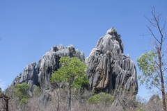 Brachychiton australis