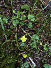 Ranunculus taisanensis