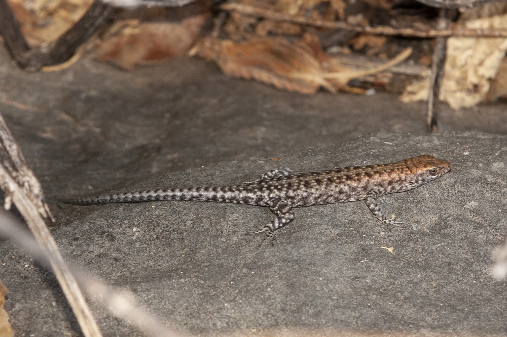 Outcrop Rainbow-skink