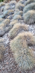 Spinifex