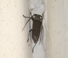 Susuacanga stigmatica