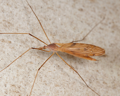 Tipula ultima