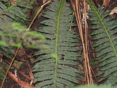 Plagiogyria stenoptera