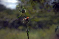Leonotis nepetifolia var. nepetifolia image