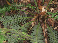 Plagiogyria stenoptera