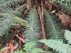 Plagiogyria stenoptera