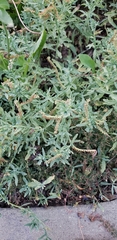 Magnoliopsida